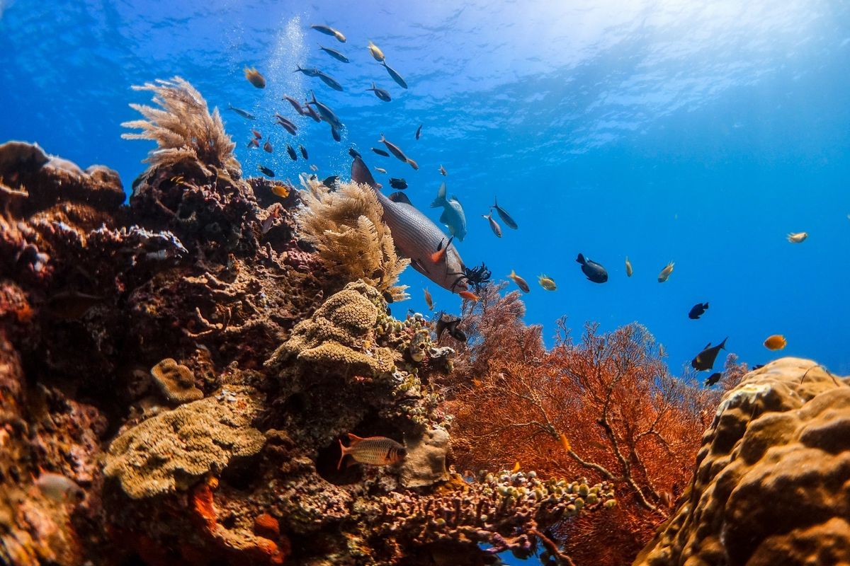 Ahli IPB: Tambang Nikel di Raja Ampat Ancam Paus Sperma, Kima Raksasa, dan Pari Manta