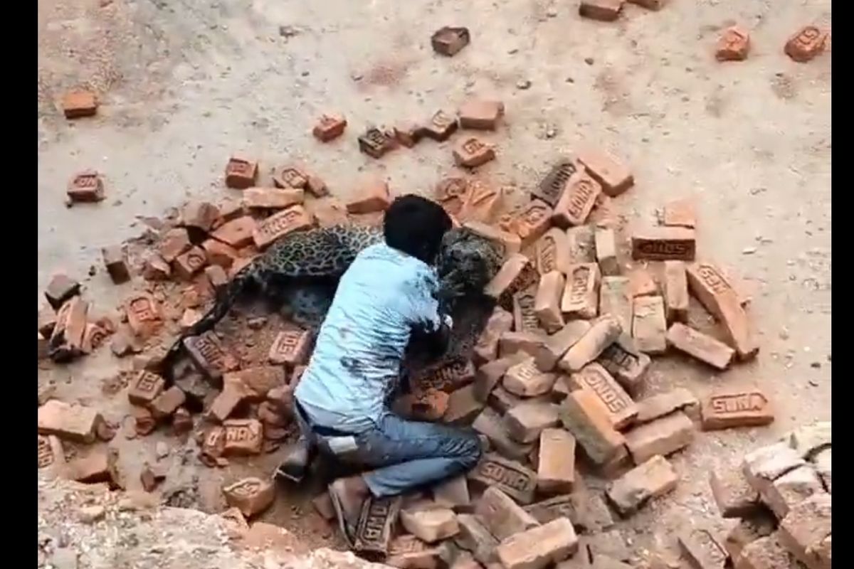 Diserang Macan Tutul, Buruh Bangunan India Lawan Balik Pakai Tangan Kosong dan Menang